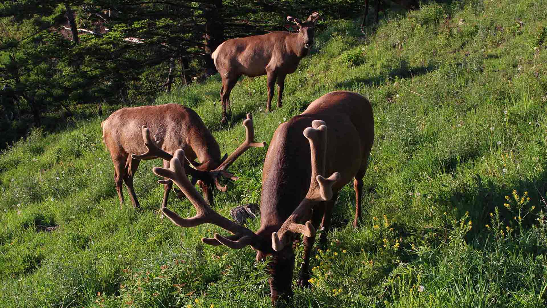 deer1