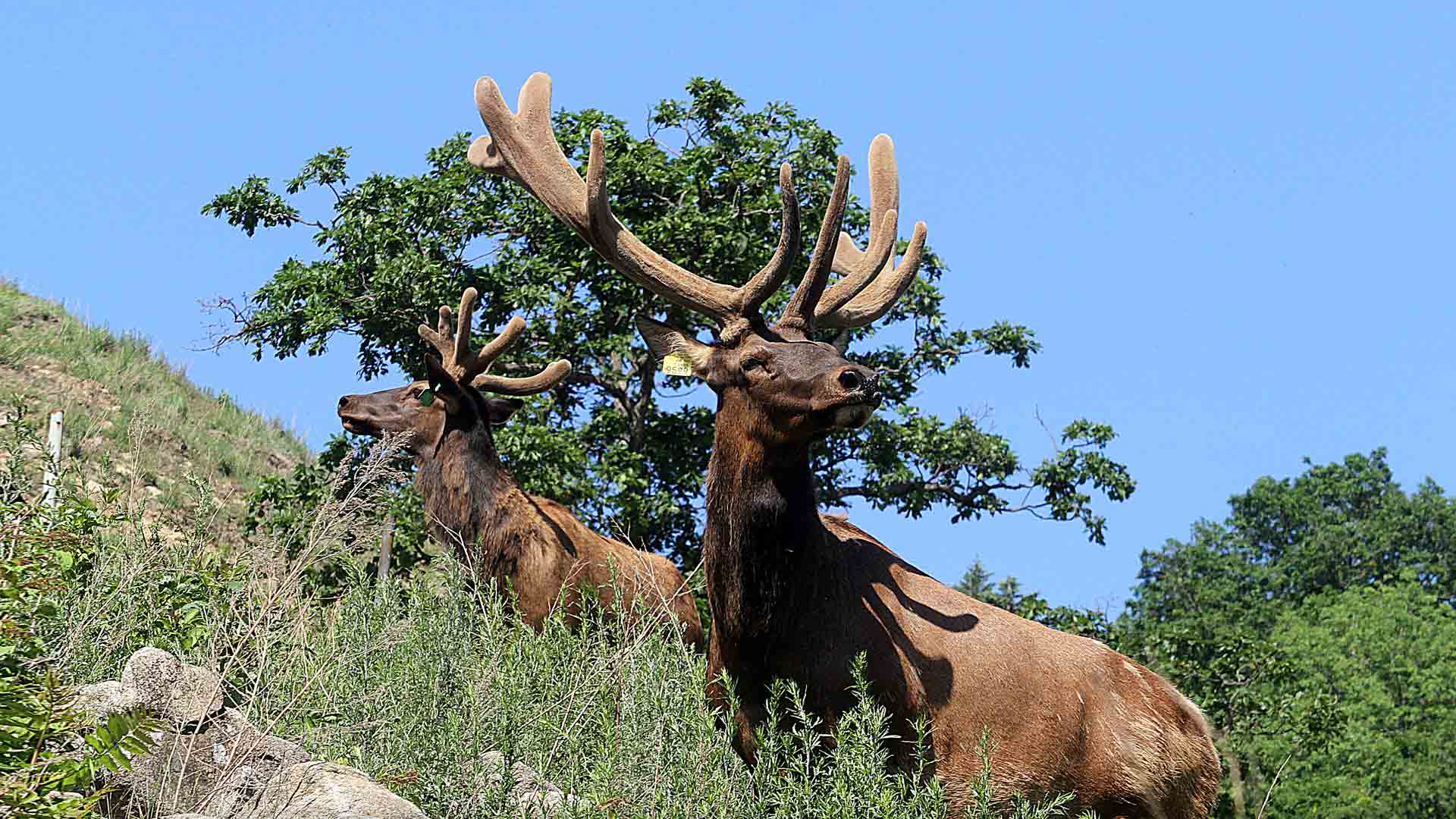 deer03
